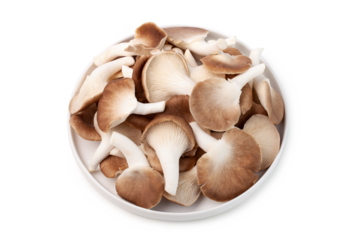 a dish of grey oyster mushroom isolated on white background.
