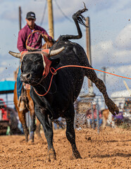 Steer being roped 