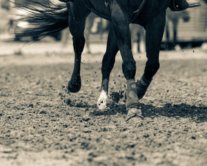 Horse running in the arena 