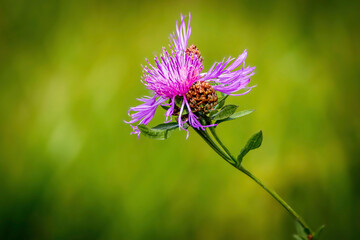 Brown knapweed ( Centaurea jacea ) flowering in meadow,  natural blurred background, copy space