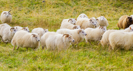 Icelandic Sheep Graze at Mountain Meadow, Group of Domestic Animal in Clear Nature. Beautiful Highlands in Iceland. Ecologically Clean Lamb Meat and Wool Production. Scenic Area