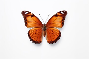 Fototapeta na wymiar Butterfly isolated on white, Generative A.i