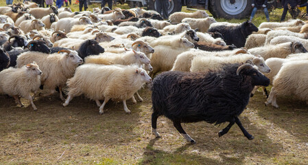 Icelandic Sheep Graze at Mountain Meadow, Group of Domestic Animal in Clear Nature. Beautiful Highlands in Iceland. Ecologically Clean Lamb Meat and Wool Production. Scenic Area
