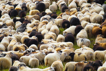 Icelandic Sheep Graze at Mountain Meadow, Group of Domestic Animal in Clear Nature. Beautiful Highlands in Iceland. Ecologically Clean Lamb Meat and Wool Production. Scenic Area
