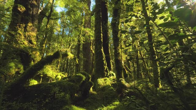 The Mysteries of New Zealand's Primeval Temperate Forests natural ecosystem