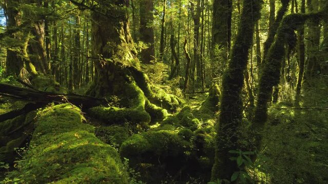 Temperate forest wild lush rainforest nature ecosystem, New Zealand, Fiordland
