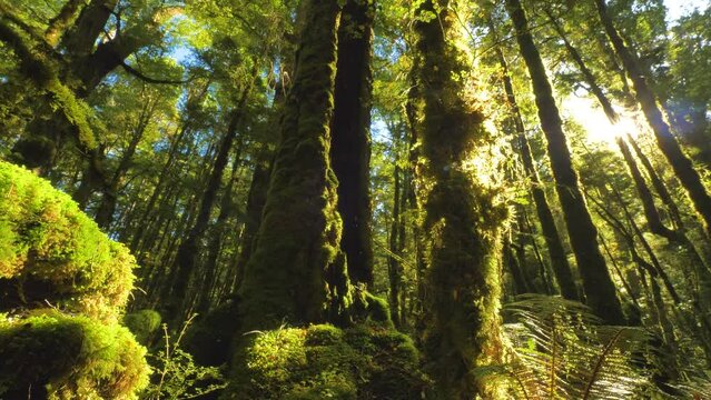 Forest tree canopy of the natural lush red beech temperate forest New Zealand 