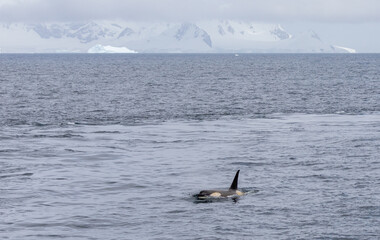 Fototapeta premium Orca Whales or Killer Whales Antarctica