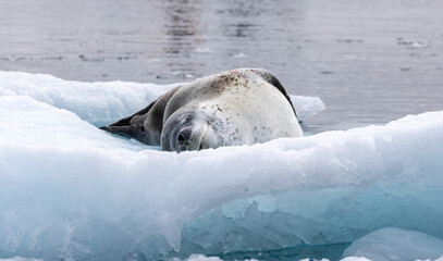 Obraz premium Leopard Seal lying on ice in Antarctica