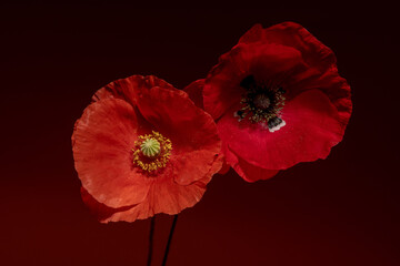 Floral Masterpiece: Two Macro Close-Up Poppies in the Style of Georgia O'Keeffe
