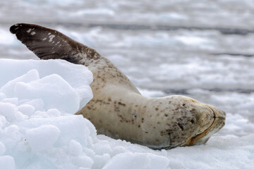 Leopard Seal lying on an iceberg in Antarctica