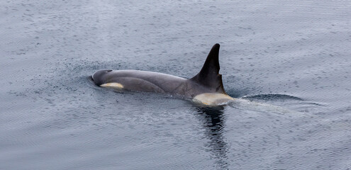 Orca Whales or Killer Whales Antarctica