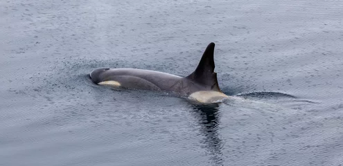 Fototapeten Orca Whales or Killer Whales Antarctica © Heather