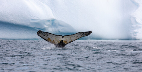 Fototapeta premium Humpback Whales in Orne Harbour, Antarctica