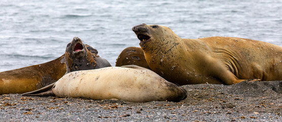 Fototapeta premium Southern Elephant Seals, Yankee Harbour, Antarctica