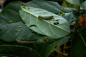 caterpillar on a leaf