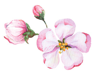 Apple blossoms watercolor.Pink flower hand drawn.Flowering cherry tree.Botanical watercolor.