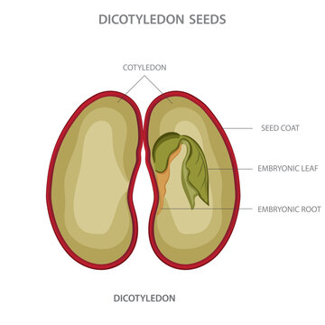 Dicotyledon seed,  A seed with two cotyledons, or embryonic leaves, characteristic of dicot plants, which develop into various types of flowering plants.
