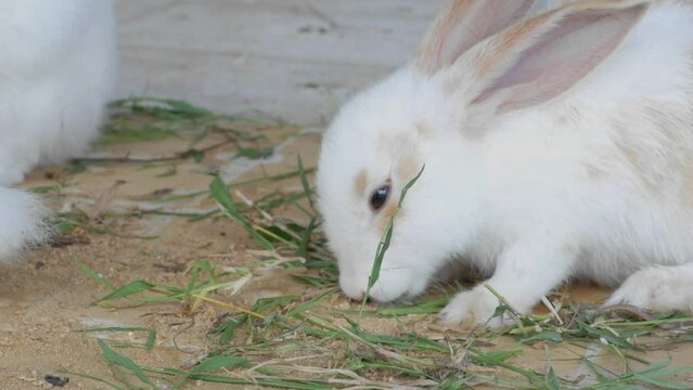 a group of white and brown rabbits eating grass and carrots. cute and funny bunny videos