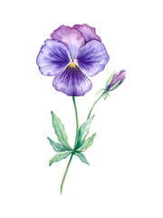 Watercolor flower pansies. Hand-drawn illustration on white background. Blue-purple open flower and closed bud on a green long stem with leaves. 