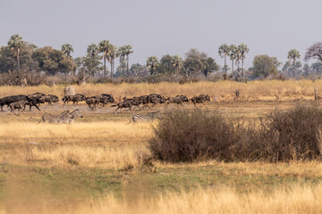 Telephoto shot of a herd of blue wildebeest - Connochaetes taurinus- and Burchell's Plains zebra -Equus quagga burchelli- running through the Okavango Delta, Botswana.