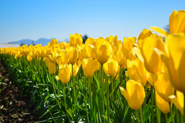 Row of Yellow Tulips