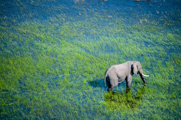 Aerial telephoto shot of an African Elephant wading through the shallow waters of the Okavango Delta in Botswana.