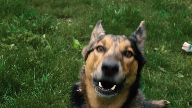 Large Dog Barking and Growling in a Grassy Backyard