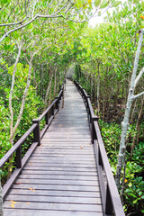 Boardwalk through mangrove forest trees.