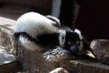 Close up Black and White Ruffed Lemur