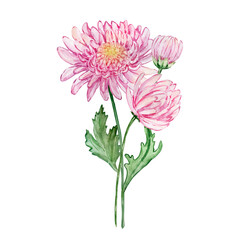 Watercolor bouquet chrysanthemum, november birth month flower