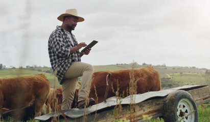 Cattle planning, farm and a black man with a tablet for farming, agriculture research and sustainability. Smile, African farmer and typing on tech for sustainable business and animal development