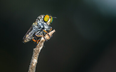 Close up a robber fly on branch and dark background, Nature background, Big eye insect, Thailand.