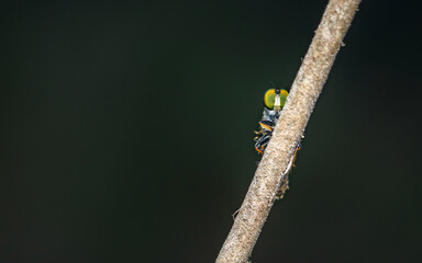 Close up a robber fly on branch and dark background, Nature background, Big eye insect, Thailand.