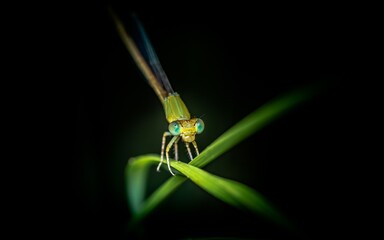 A beautiful little green Damselfly perched on green leaf and nature background, Selective focus,...