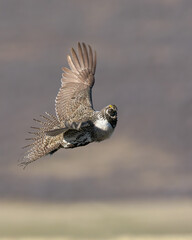 A male Greater Sage Grouse in flight