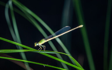 A beautiful little green Damselfly perched on green leaf and nature background, Selective focus, insect macro, Colorful insect in Thailand.