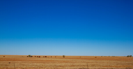 Obraz premium Dry and arid land in outback Queensland, Australia. Vast blue sky with dry land to the horizon. There is cattle on the land with a water tank in the distance.