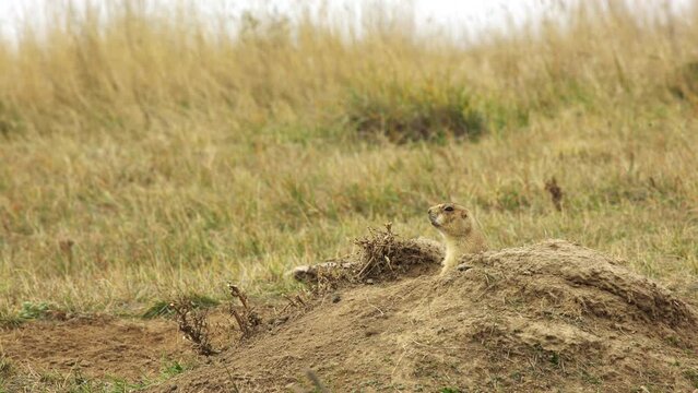 Grumpy prairie dog barks from burrow close