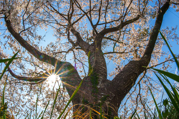 満開の桜の花とキラキラ輝く木漏れ日