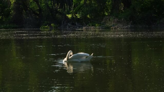 Beautiful wild swan swimming on a quiet water surface of the forest river. White feathers of waterfowl in the rays of setting sun. Picturesque wild nature landscape.