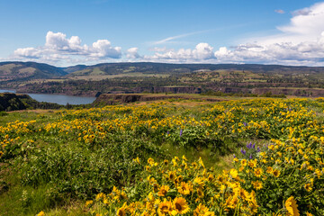 Fototapeta na wymiar Beautiful wildflowers on the Columbia Riverbanks on the Rowena Crest