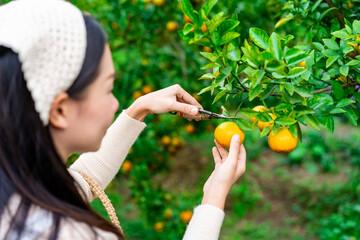 Farmer hand harvesting the orange fields