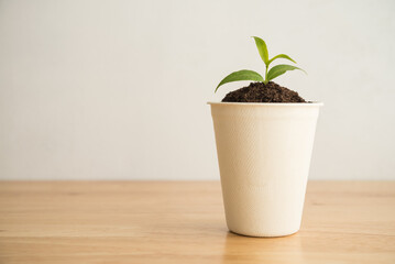 Seedling is growing in eco-friendly disposable cup on table with white wall background. Save the earth, waste reduction, carbon credit, BCG economy (Bio, Circular, Green) business concept.