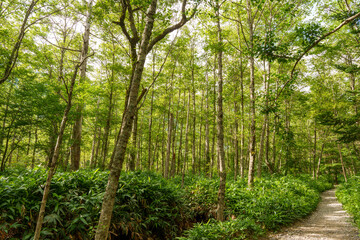 原生林の中の遊歩道　ハイキング　上高地