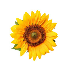 Sunflower flower with transparent background