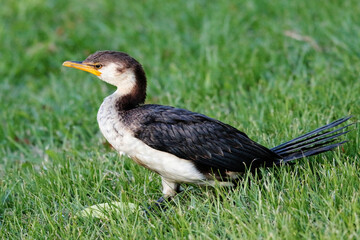 Little Pied Cormorant