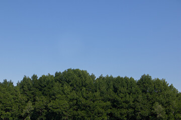mangrove forest by the sea with a clear sky as a background