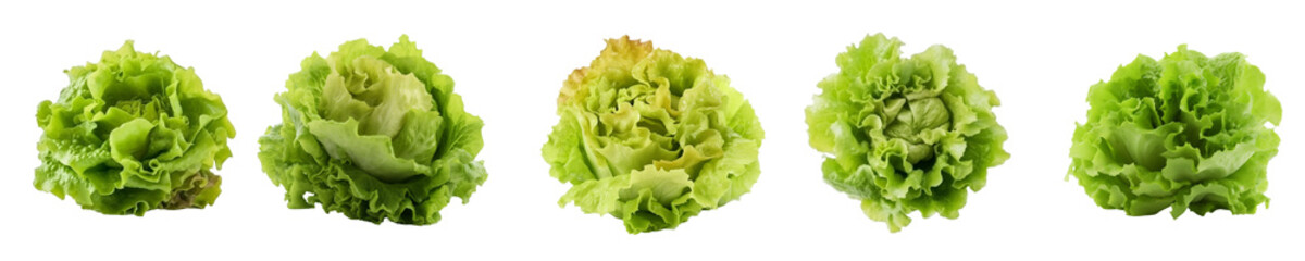 Set of lettuce salad isolated on transparent background	
