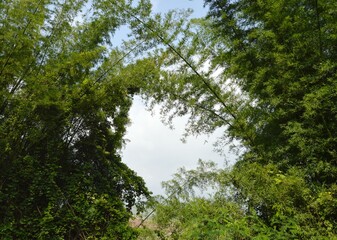 green forest in the morning